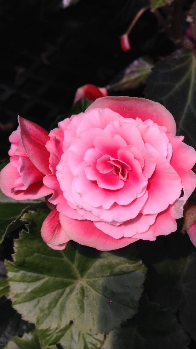 Begonia flower