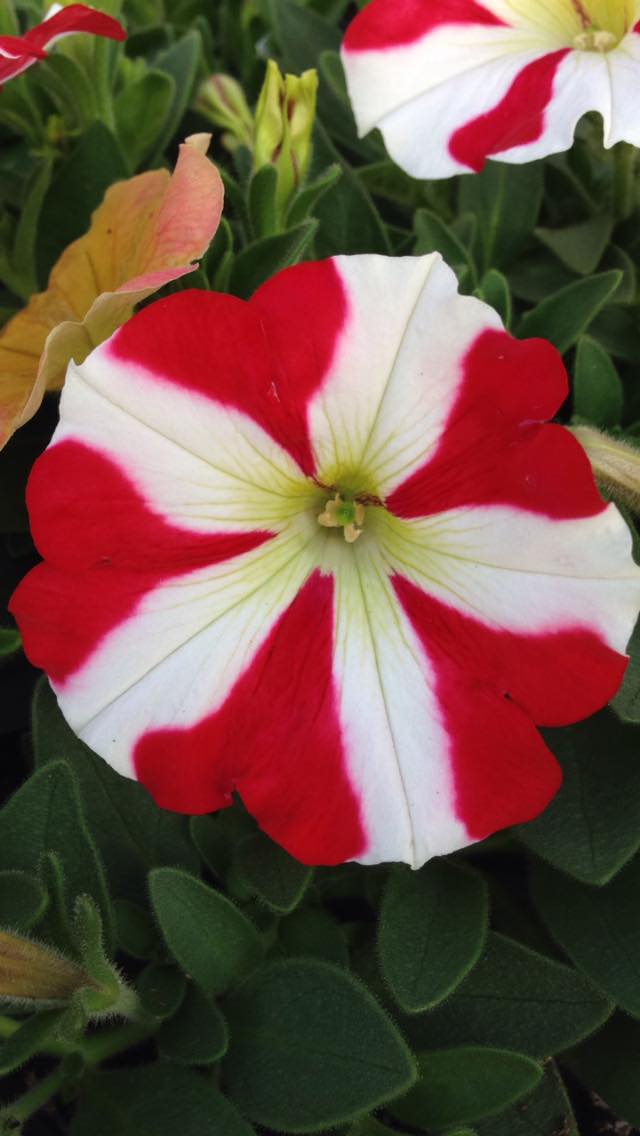 Petunia flower