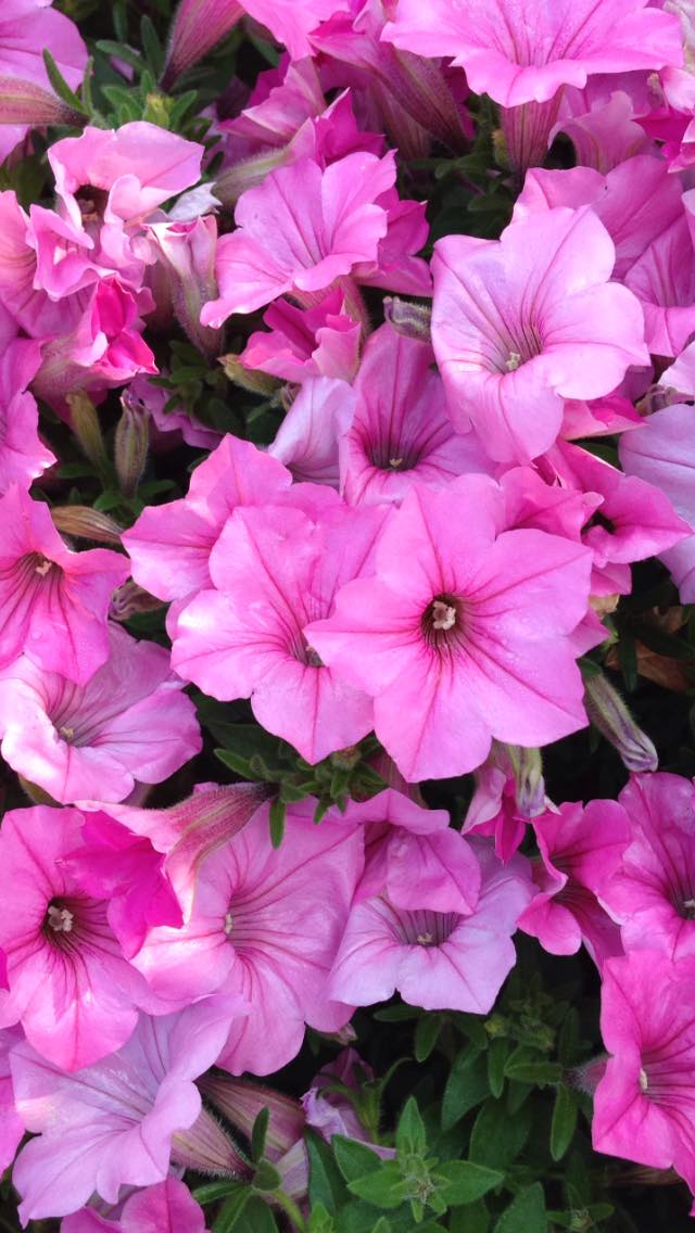 Petunia flowers