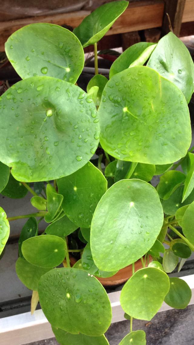 Pilea Money Plant leaves
