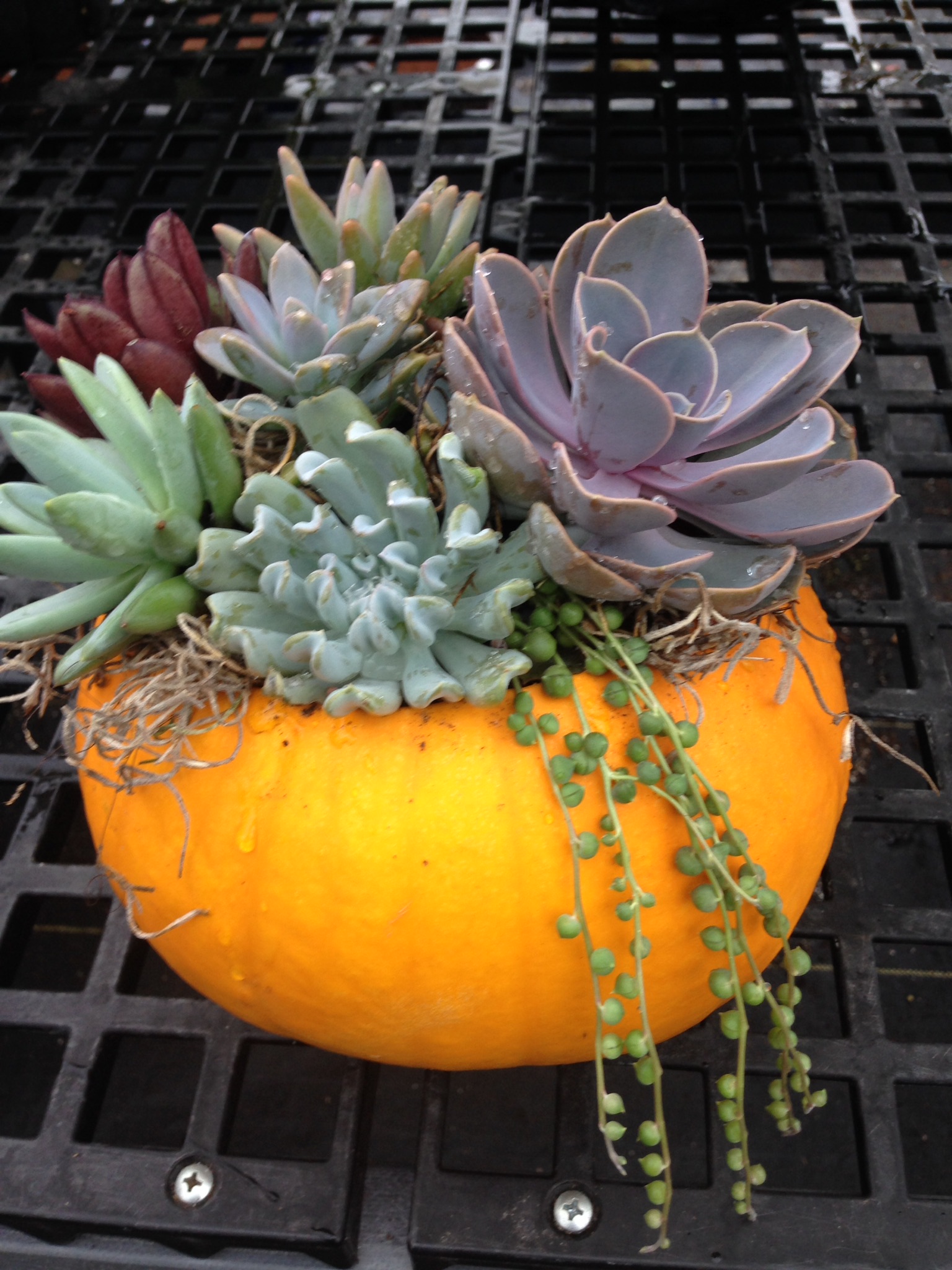 Pumpkin with succulents