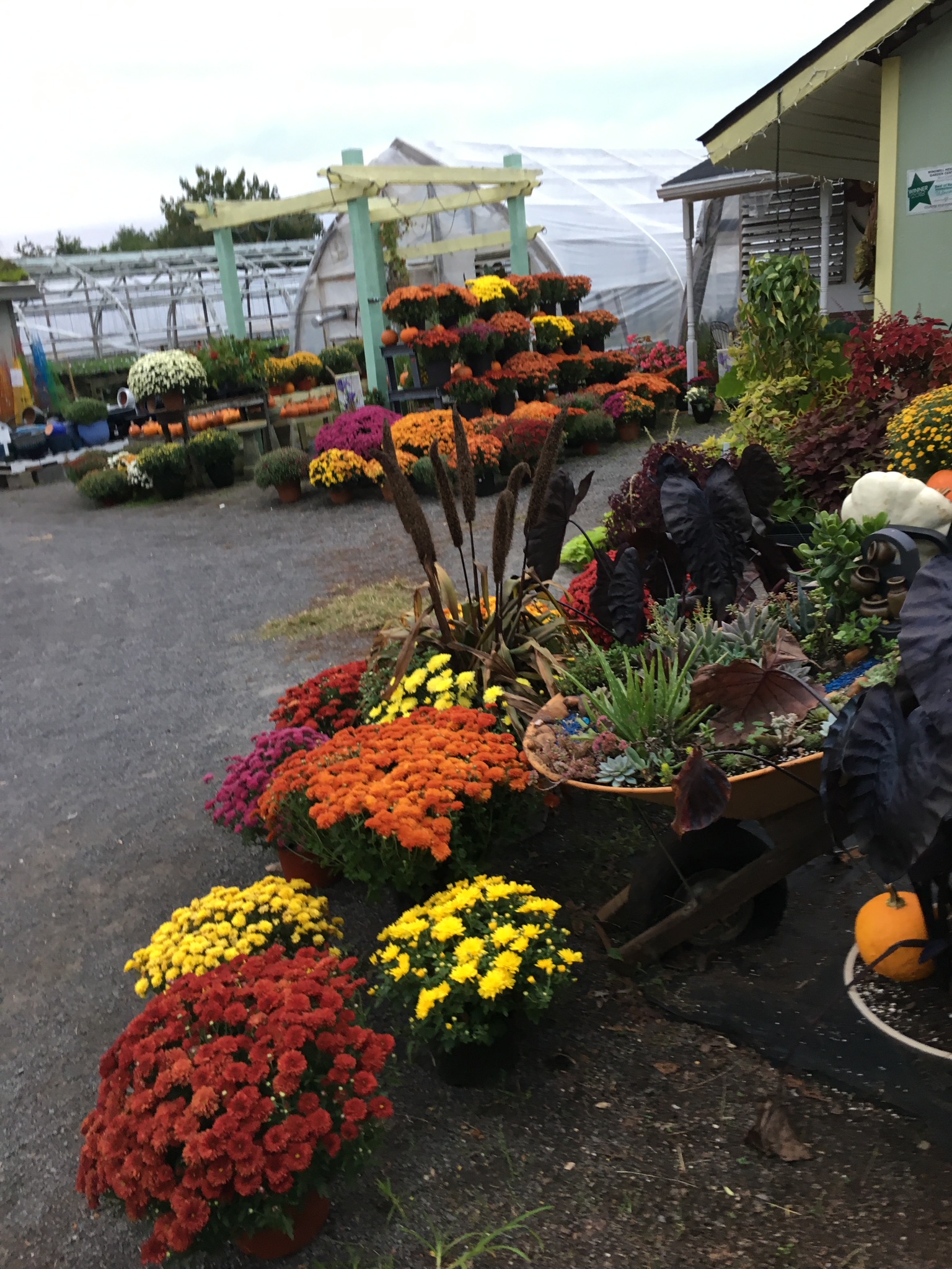 Garden center fall display with assorted flowers