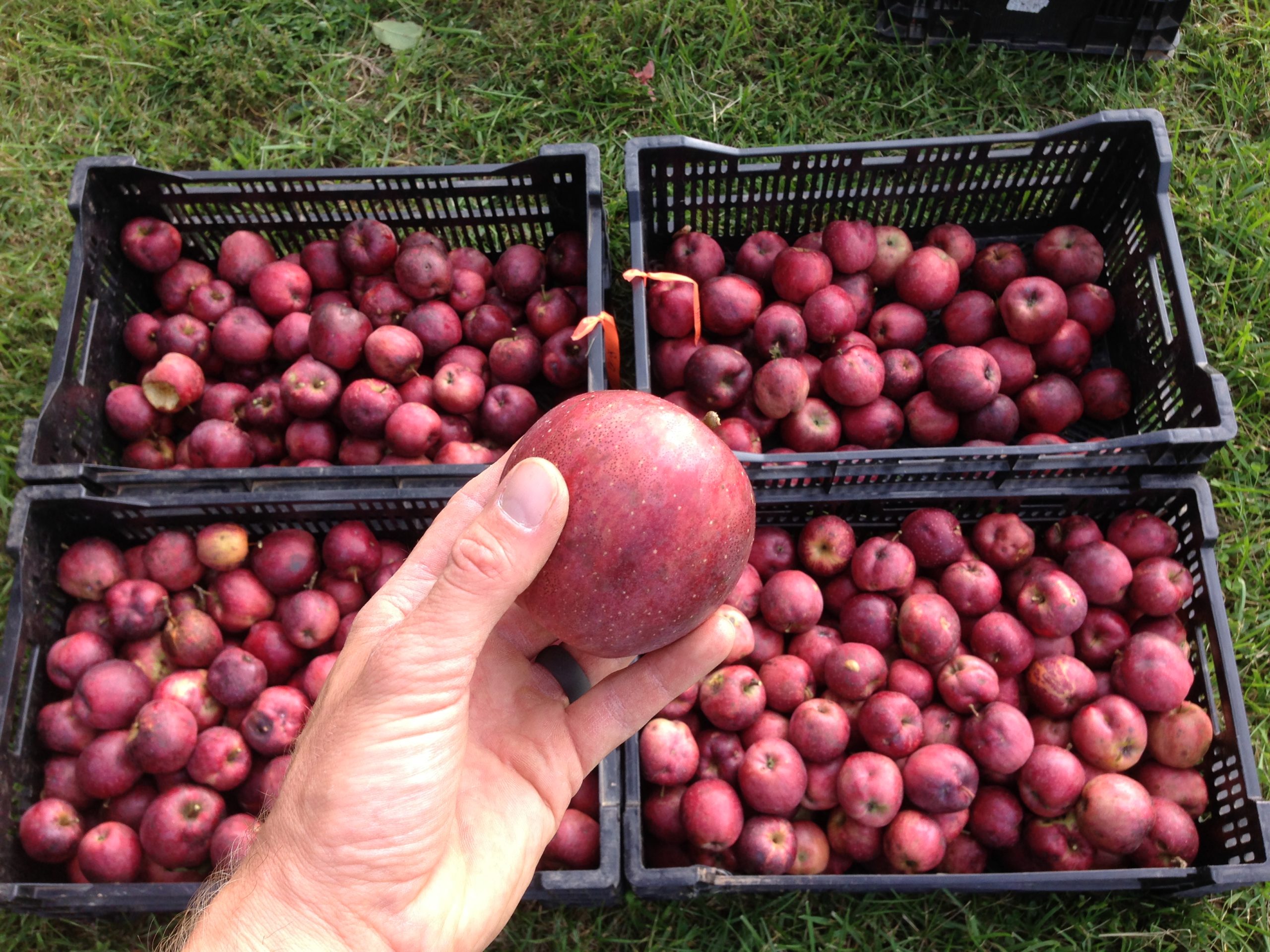 Hand holding apple IMG_0774